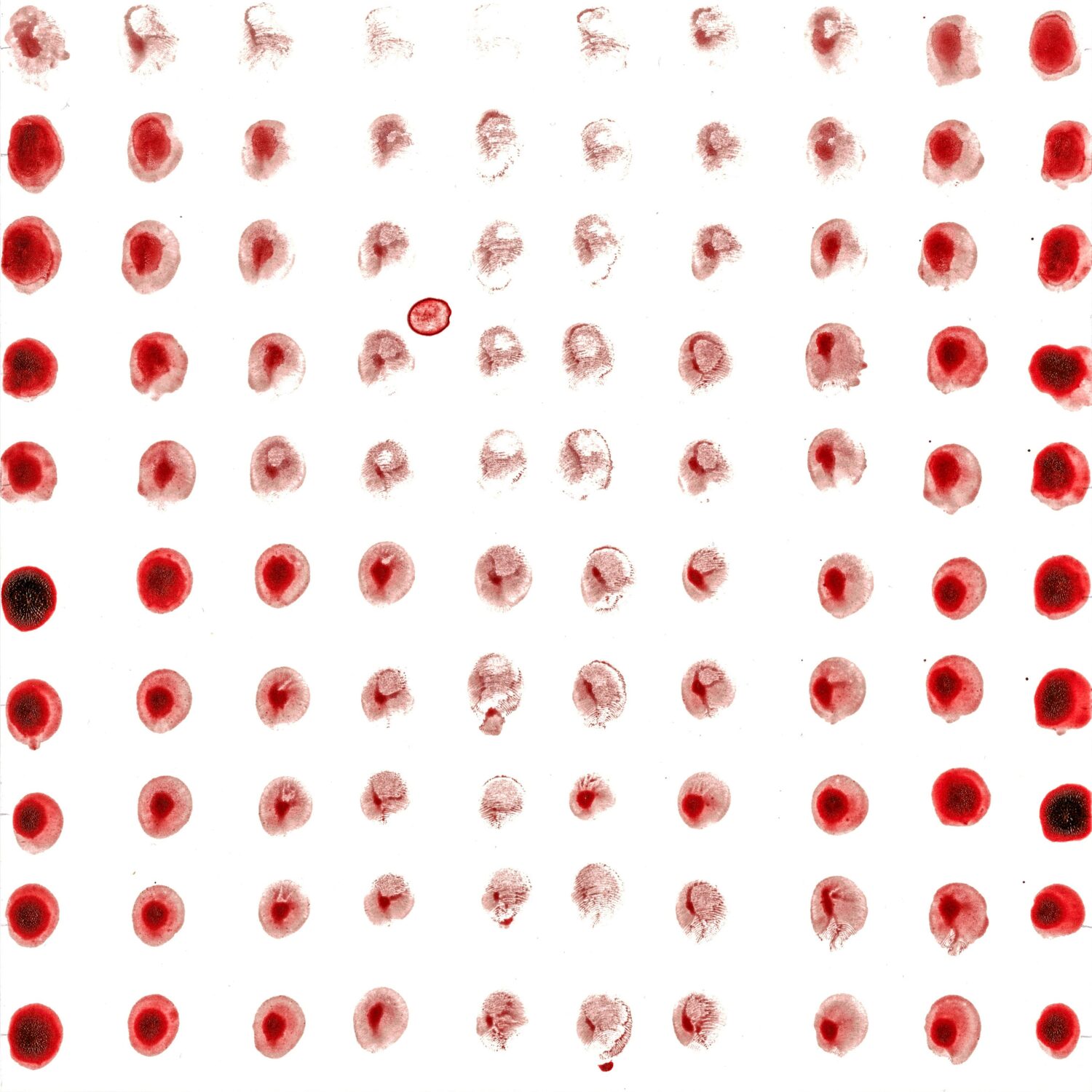 untitled (inv.: 505-25) (2025); blood on paper; h 25 x w 25 cm