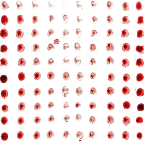 untitled (inv.: 505-25) (2025); blood on paper; h 25 x w 25 cm