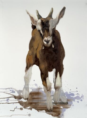 Toggenburg kid (2025); Oil on paper; 75x56cm