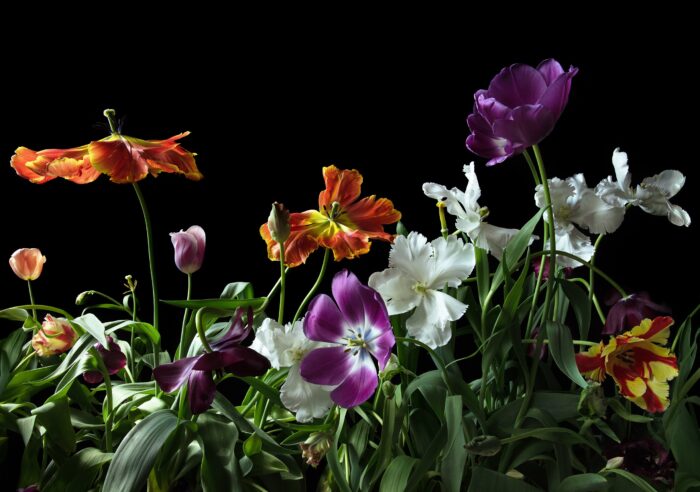  Garden of Eden (2023) 1/8; Archival Pigment Print mounted on dibond and framed in black wooden frame with museum glass; 77 x 54 cm