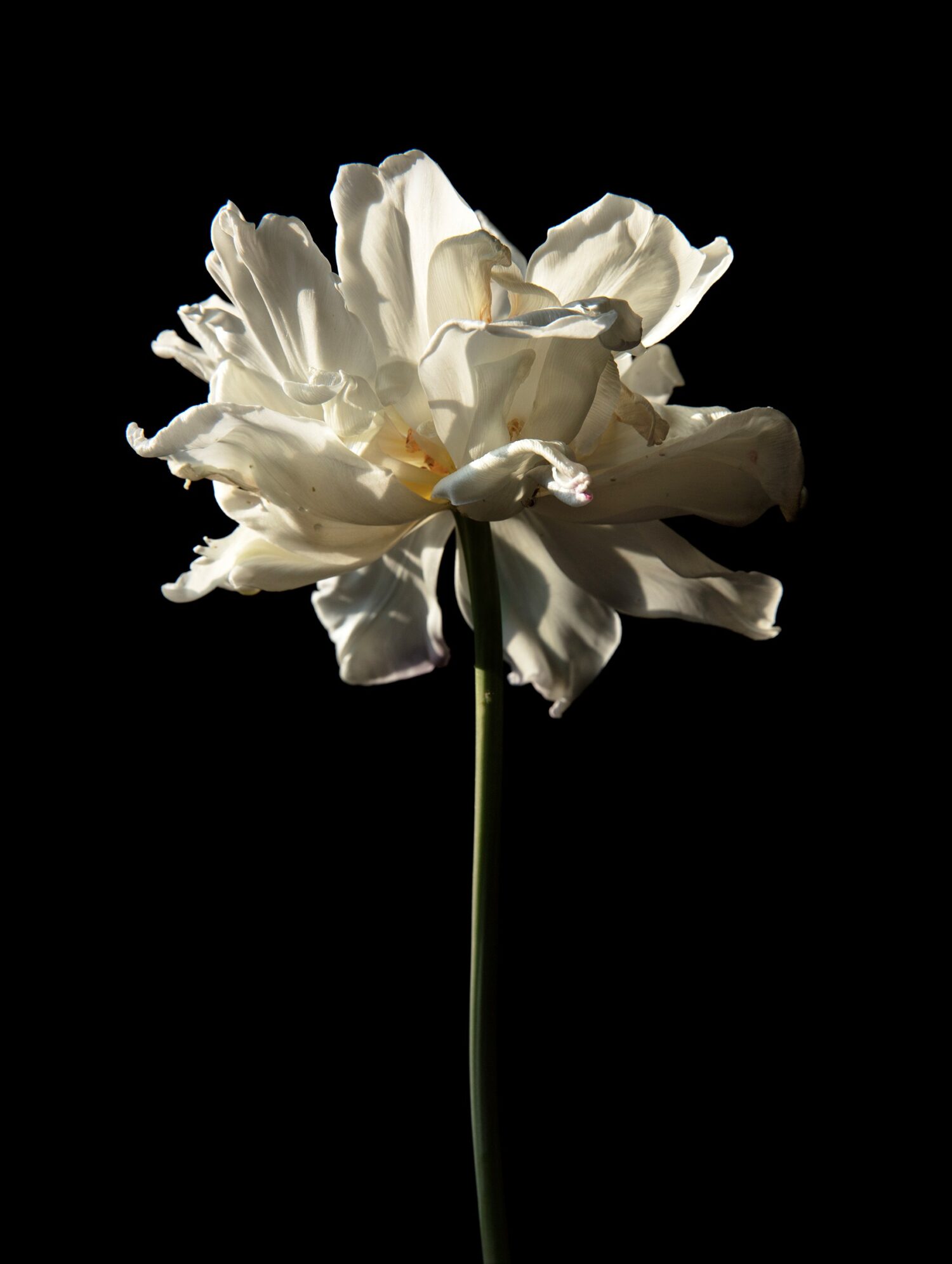 Garden of Eden Study 1(2023);  ed. 1/15; Archival Pigment Print mounted on dibond and framed in black wooden frame with museum glass; 30 x 22,5cm