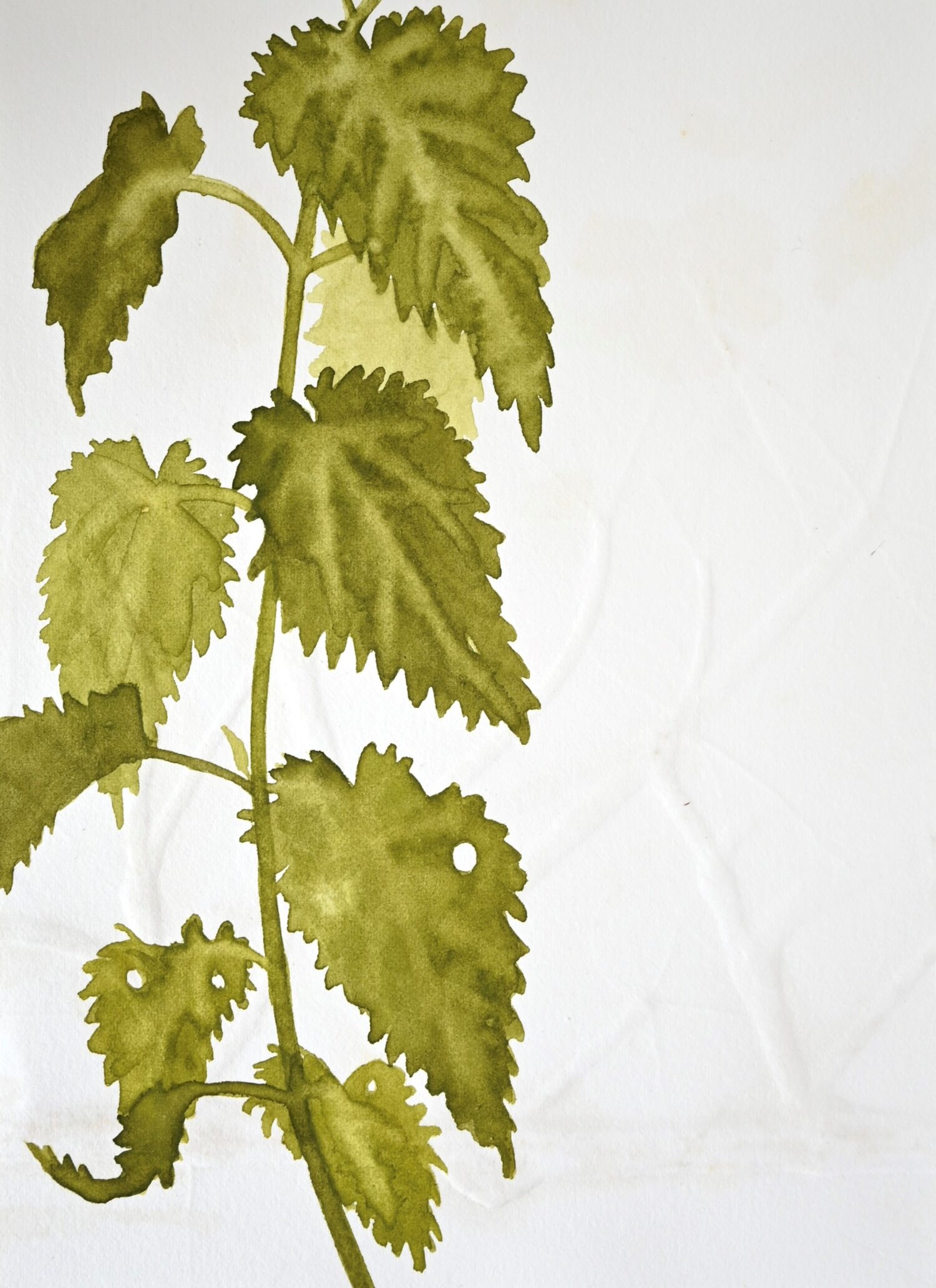 Brandnetel (2025); Aquarel en blinddruk; 23,5 x 17cm