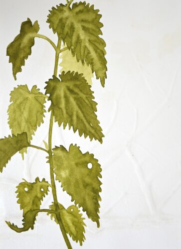 Brandnetel (2025); Aquarel en blinddruk; 23,5 x 17cm