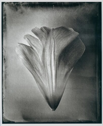 My Secret Garden - Tulip nr. 3; Platinum Print; 50×40cm, Limited Edition