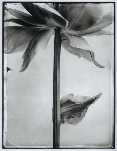 My Secret Garden - Tulip nr. 6; Platinum Print; 50×40cm, Limited Edition