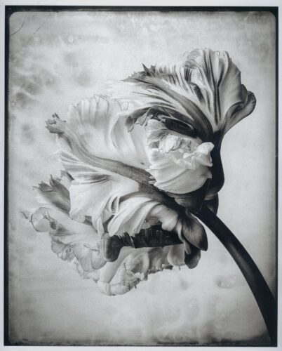 My Secret Garden - Tulip nr. 9; Platinum Print; 50×40cm, Limited Edition